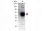 Anti-Rat IgA (alpha chain)  (Biotin Conjugated) Secondary Antibody